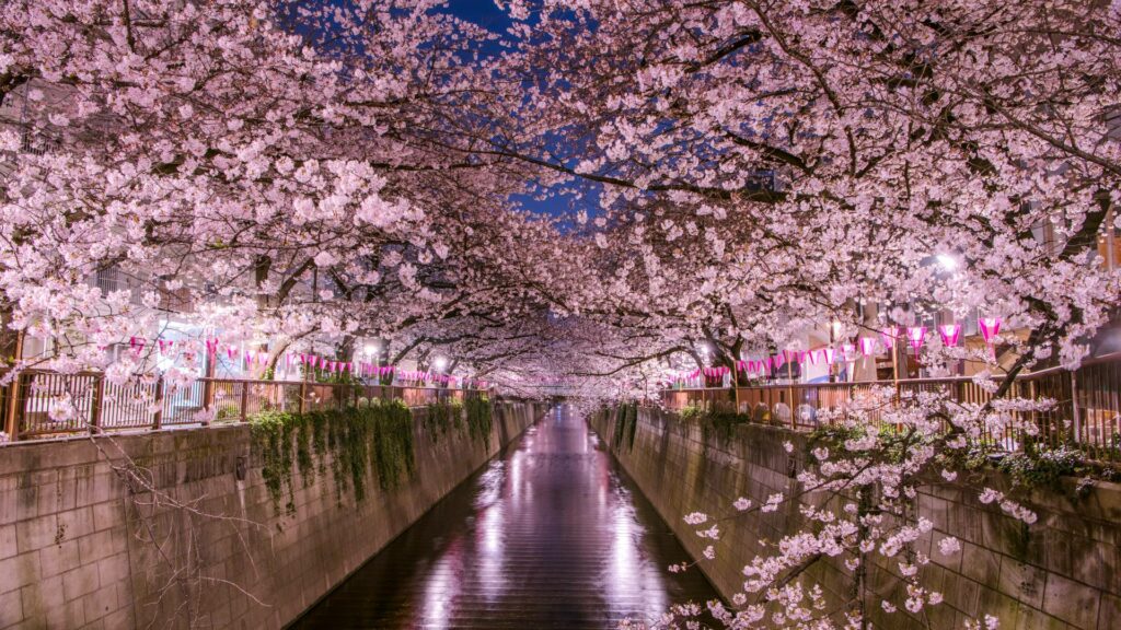 Hanami Cómo surgió la costumbre de contemplar los cerezos en flor en