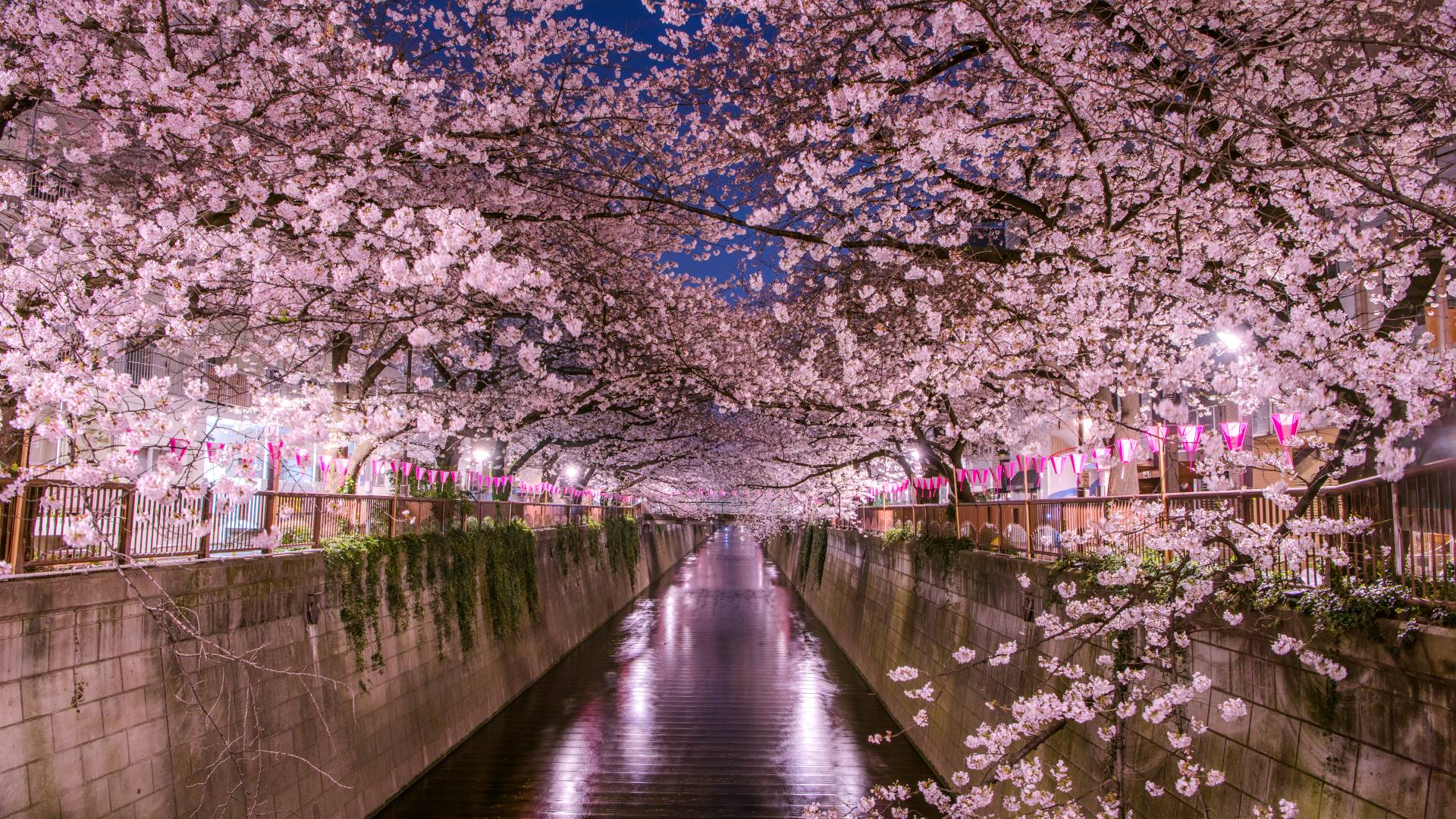 Hanami C mo Surgi La Costumbre De Contemplar Los Cerezos En Flor En 